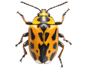 Bright beetle yellow/orange shell with black spots, antennae extended