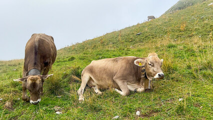 Cows Grazing in Swiss Alps