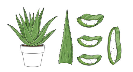 Detailed illustration of an aloe vera plant in a pot, alongside its individual leaf, and various cuts revealing the beneficial inner gel.