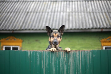 German Shepherd peeking over a green fence.