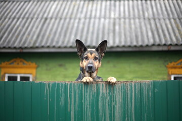Dog peeking over a green fence with a house in the background.
