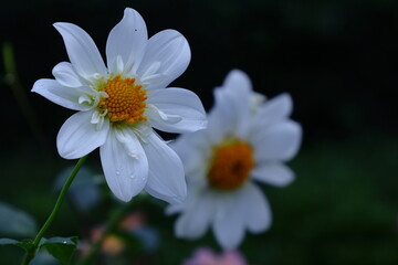 色鮮やかな大輪