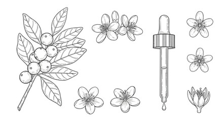 Black and white botanical illustration of a branch with berries, various flowers, and a liquid dropper.