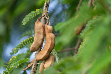 Close-up of tamarind hanging on a tree with green leaves