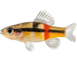 Small fish with translucent fins, gold body, black/red stripe patterns