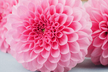 Three pink dahlia blooms on blue background for natural bouquet and floral arrangement