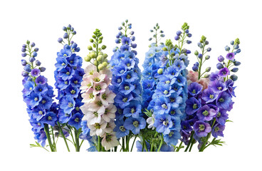 A vibrant arrangement of colorful delphinium flowers, showcasing nature's beauty and elegance