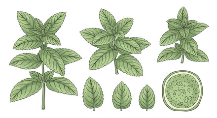 Detailed botanical illustration of various mint plant arrangements, individual leaves, and a cross-section of a lime.