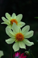 色鮮やかな大輪