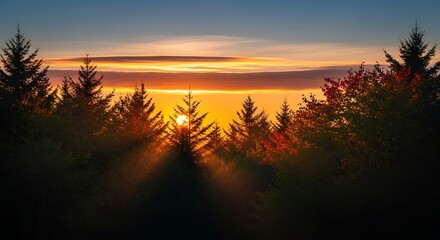 Golden sunset through silhouetted evergreen forest trees