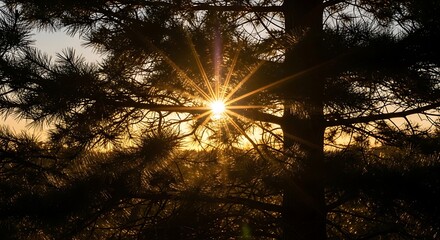 Golden sunburst shines through dark pine tree branches at sunset