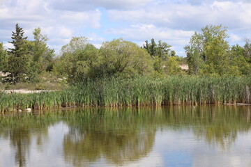 Obraz premium reeds, green boreal forest reflected in calm pond (lake) water under summer mostly cloudy blue sky (landscape)