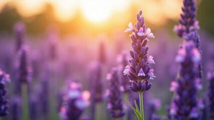 Fototapeta premium Purple lavender flower in sharp focus against endless field bathed in golden sunset light with soft bokeh, concept of womens day, aromatherapy brands, natural cosmetics, relaxation