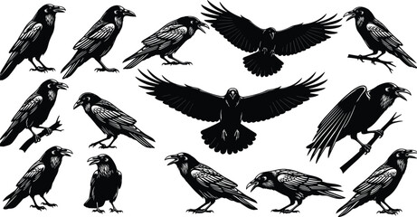 Collection of detailed raven silhouette illustrations, featuring flying, perched, and standing poses, perfect for spooky Halloween designs, gothic artwork, and dark themed vector projects