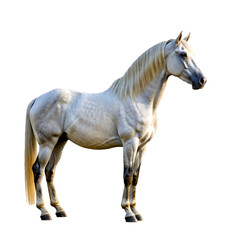 Fototapeta premium horse isolated on white background