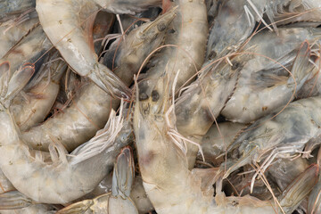 Fresh vannamei shrimp prawns seafood texture background. Pacific white shrimp or king prawn