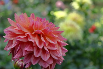 色鮮やかな大輪