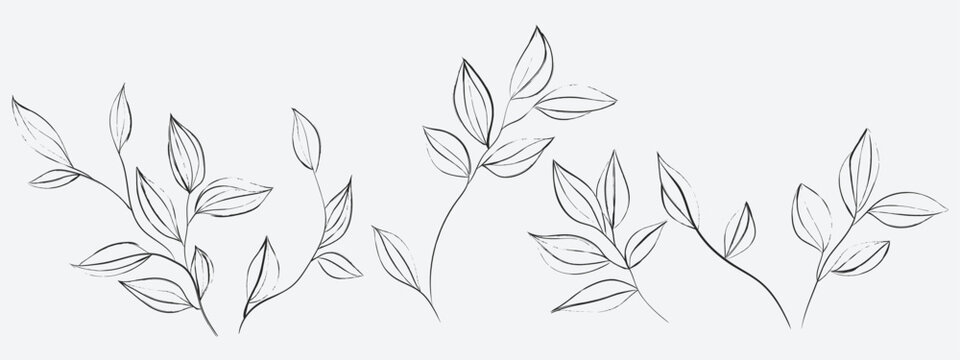 Floral line art illustration featuring several delicate, sketchy sprigs and branches with small, pointed leaves