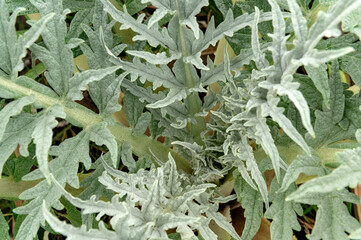 General stock.

Gardening. Artichoke (Cynara cardunculus var. scolymus) foliage in winter. 

plant , portrait, selective focus, leaves, november,
