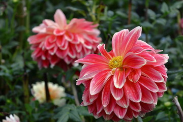 色鮮やかな大輪