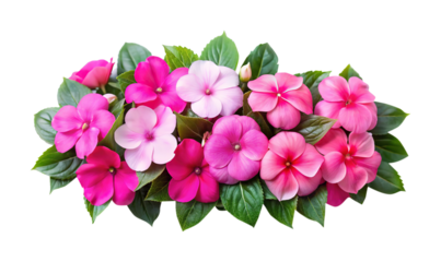 Beautiful pink and light pink impatiens flowers with green leaves isolated
