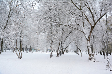 Winter Wonderland with Snowy Footpath and Bare Trees
