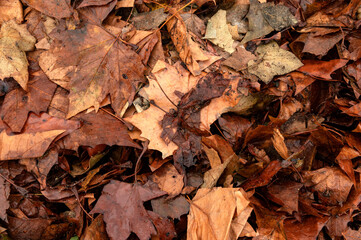 General stock.

Gardening. Autumn eaves used to as a winter covering and mulch on an allotment vegetable patch. 
