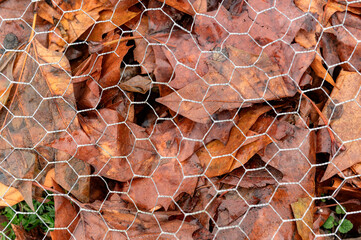 General stock.

Gardening. Autumn leaves used to as a winter covering and mulch on a raised bed on an allotment vegetable patch. 