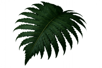 Isolated Fern Leaf: A singular, deeply textured fern leaf displaying an intricate pattern of leaflets, its rich green hues providing a study in natural beauty.