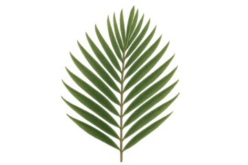 Leaf's natural elegance: A single, intricate leaf showcases nature's artistry with delicate lines and vibrant greens, presenting the essence of organic beauty.
