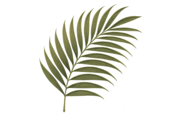 Simple Palm Leaf: A singular, elegant palm leaf gracefully presented. capturing the essence of tropical tranquility.