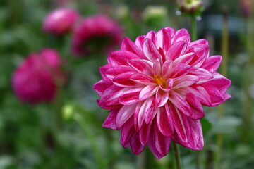 Obraz premium 色鮮やかな大輪