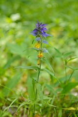 Close-up of wood cow-wheat (melampyrum nemorosum) in forest in summer, Viidumäe Nature Reserve, Saaremaa, Estonia.