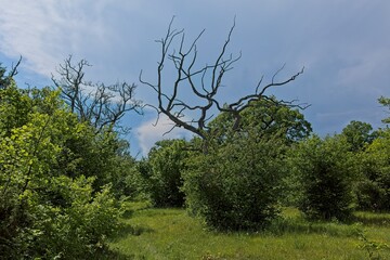 Natural landscape featuring a striking contrast between a large, bare, dead tree and the surrounding lush, green grassland and dense bushes in summer, Loode oak forest, Saaremaa, Estonia.