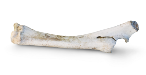 Bone isolated on transparent background