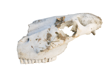 Horse skull isolated on transparent background