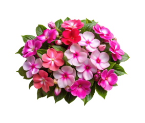 A vibrant collection of impatiens flowers in various shades of pink and red