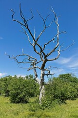 Natural landscape featuring a striking contrast between a large, bare, dead tree and the surrounding lush, green grassland and dense bushes in summer, Loode oak forest, Saaremaa, Estonia.