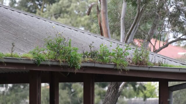 An overgrown gutter of a park shelter filled with grass and weeds growing along the roof edge, blocked drainage and neglected maintenance. Concept of roof cleaning, gutter problems in Australia