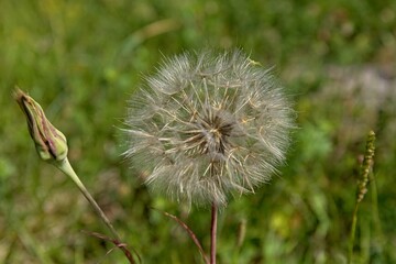Close-up of large, fluffy seed head of a goat´s-beard plant in summer, Loode oak forest, Saaremaa, Estonia.