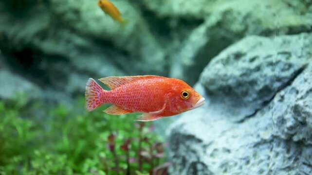 Bright orange cichlid fish swimming gracefully in freshwater aquarium with green aquatic plants background, Scientific name is Yellow Maschio, Lemon Yellow Lab, The Blue Streak Heb