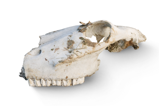 Horse skull isolated on transparent background