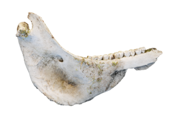 Horse lower jaw bone isolated on transparent background