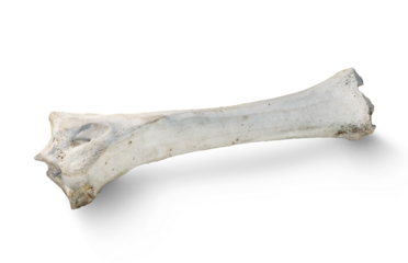 Bone isolated on transparent background