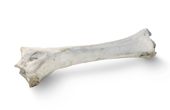 Bone isolated on transparent background