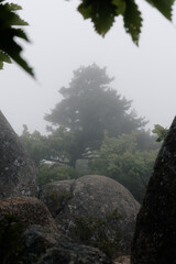 Fog in the forest. Cold foggy morning in the woods