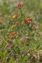 Close-up of kidney vetch (anthyllis vulneraria) in sunny summer weather, Loode oak forest, Saaremaa, Estonia.
