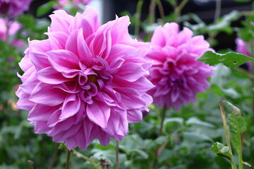 色鮮やかな大輪