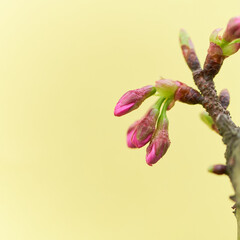 薄黄色背景の膨らんできた桜の蕾のアップ
