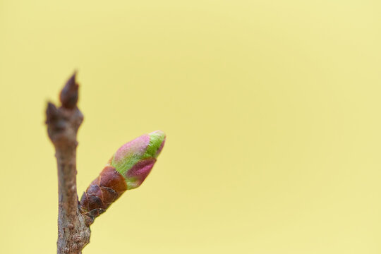 薄黄色背景の冬芽が膨らんできた桜の花の蕾アップ